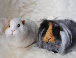 pin auf ittybittypig