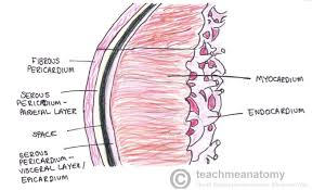 The Pericardium Teachmeanatomy