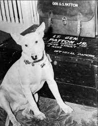 General Patton S Dog Willie War Dogs Military Dogs Famous Dogs