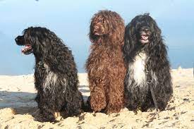 Rich web site of witnesses, informative on the cao de agua (portugues water dog), and very many photos about puppies and adults. Portugiesischer Wasserhund Eigenschaften Und Charakter Hunderasse