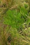 Image result for Afrosciadium rhodesicum