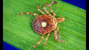 But some ticks transmit bacteria that cause illnesses, including lyme disease and rocky mountain spotted fever. Lone Star Tick Brings Heartland Virus To Illinois Chicago News Wttw