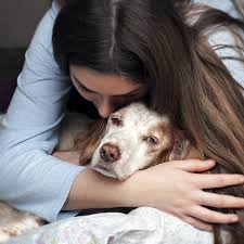 We did not find results for: Home Landis Vet Home Care