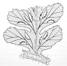 Image result for Diplazium humbertii