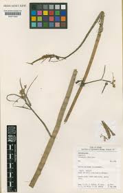 Image result for Caperonia