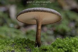 Image result for Polyceratocarpus