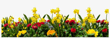 More images for flower garden clipart » Download Flower Garden In Transparent Background Clipart Nature With Birds And Flower 900x514 Png Download Pngkit