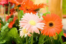 Così spesso viene soprannominata la gerbera, questo fiore molto colorato e molto fiori di feltro fanno meravigliose decorazioni per la casa. Le Gerbere Sono Fiori Da Cerimonia Pollicegreen