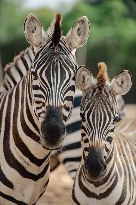 Zebra - Safari Mallorca