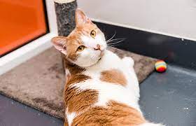 Content updated daily for low income assistance california. Financial Aid For Pets Best Friends Animal Society