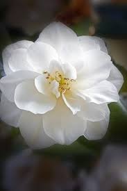 Pin De Abi Em Flores Em 2020 Todas As Flores Significado Das Flores Flores Rosas