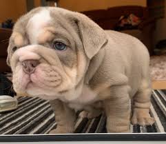 Последние твиты от english bulldog puppies (@englishpuppies). Lilac English Bulldog Puppies Newport Newport Pets4homes