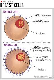 Human Epidermal Growth Factor Receptor 2 (HER2) is a transmembrane receptor tyrosine kinase belonging to the ErbB family. It plays a critical role in regulating cell growth, survival, and differentiation. HER2 overexpression or gene amplification is associated with aggressive tumor behavior in several cancers, most notably breast cancer. Below is a detailed overview of HER2 receptors, their biology, clinical significance, and therapeutic strategies.