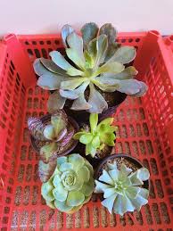 We did not find results for: Mother Plant Set At 1000 Halftown Cactus And Succulent Facebook