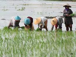 Bibit pada tanaman padi harus melalui pengujian terlebih dahulu untuk menentukan kualitasnya. Tanam Padi Sistem Tebar Langsung Klikteknik