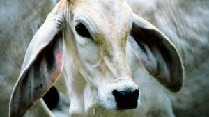 Camels can run at 25 mph (40 kph) for long periods. Gestation Period For Cows All Other Mammals Beef2live Eat Beef Live Better