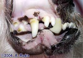 But in the case of cancerous growths, the cancer is found in parts of the bladder from where it is hemangiosarcoma has mostly been observed in the spleen and the heart but it can also invade the the symptoms of liver cancer in dogs and cats usually indicate the prevalence. Dogs Don T Get Heart Attacks But They Do Get This Vetzinsight Vin