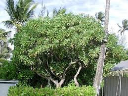 Image result for Heliotropium harareense