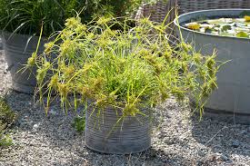 Image result for Cyperus longus