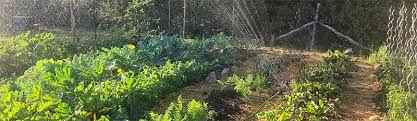 Meilleur tuyau d'arrosage goutte à goutte. 5 Arrosages Goutte A Goutte Pour Votre Jardin En 2020 Test Et Comparatif