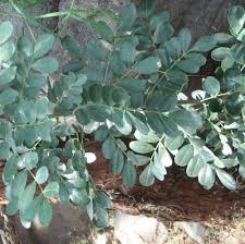 We appreciate your patience during this time. Desert Ironwood Tucson Clean And Beautiful Inc