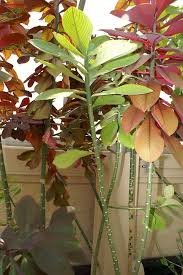 Image result for Synadenium grantii