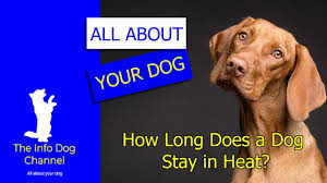 Their timings to undergo through it is seasonal, it occurs with two annual cycles. How Long Does A Dog Stay In Heat Youtube