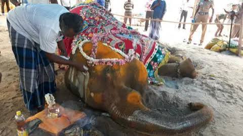 The tragic lives of India's mistreated captive elephants