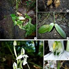 Image result for Habenaria dregeana