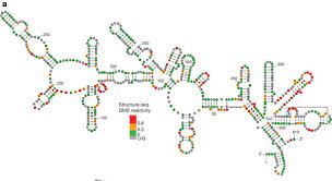 Focus On Rna Secondary Structure Rna Seq Blog