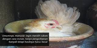 Setelah berumur 2 minggu, anakan itu baru boleh dipisahkan dari induknya, lalu. Ingin Sukses Besar Ikuti Ayam Mengeram Kompasiana Com