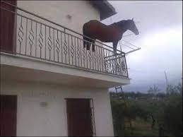 Easily add text to images or memes. Juan Horse On Balcony Know Your Meme