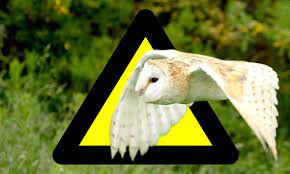 Small Wild Animals That Destroy Crops Wallpaper Site
