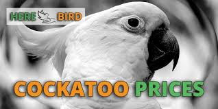 The goffin's are the smallest of the cockatoos. How Much Does A Cockatoo Cost 8 Cockatoo Prices Examined