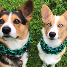 Some of the corgis get along with other dogs, others don't. North Texas Corgi Connection Home Facebook