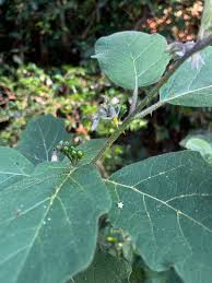 Image result for Solanum anguivi