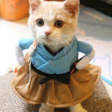 See more ideas about cats and kittens, kitten photos, cat photo. Give It Up For Some New Kitty Cat Music S Stream