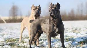 cane corso wow i really really really want one of these amazing beasts