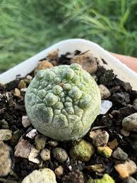 Image result for Trachyandra burkei