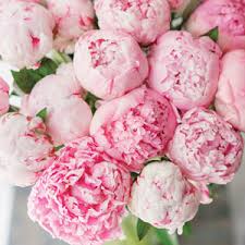 We answer all these questions and more in peonies are perennials which means that they live for more than two years. Peony Rose Miss Melbourne Garden Express