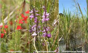 Image result for Striga asiatica