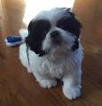 Shih Tzu Colors - Which Of These Is Your Favorite?