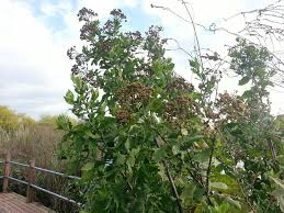 Image result for Pluchea dioscoridis