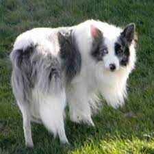 Doc Abca Stud Border Collies For Sale Horse Boarding Border Collie