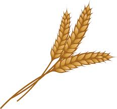 Hay Clipart Sheaf Wheat Hay Sheaf Wheat Transparent Free For Download On Webstockreview 2021 All saints catholic church (st. hay clipart sheaf wheat hay sheaf