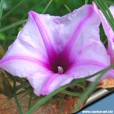 Image result for Ipomoea bolusiana