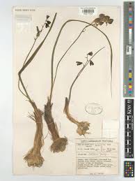 Image result for Albuca setosa