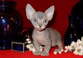 Minskin cat and breed information. Minskin Cat Breed Profile And Facts