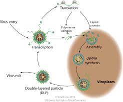 Together with our cooperation partner amptec we can offer you in vitro transcribed. Dsrna Replication Transcription Viralzone
