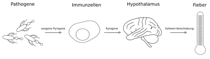 Die temperatur bei säuglingen ist anders als bei erwachsenen. Fieber Als Erhohung Der Korperkerntemperatur Ist Ein Haufiges Korperliches Phanomen Das Bei Einer Vielzahl Von Erkrankungen Auftritt